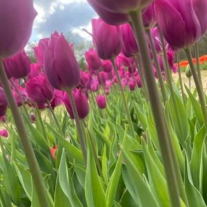 Meet your Posher, Mei